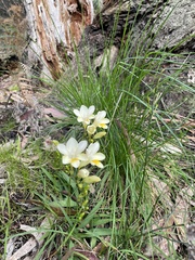 Freesia