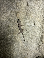 Gekko cib