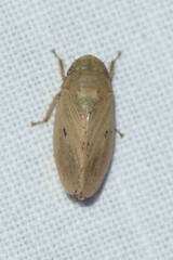 Negosiana dualis