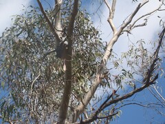 Muellerina eucalyptoides