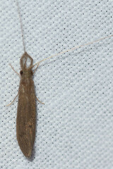Oecetis
