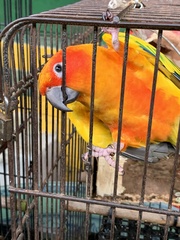 Aratinga
