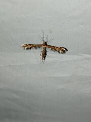 Oxyptilini