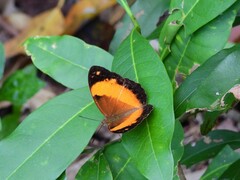 Cupha prosope