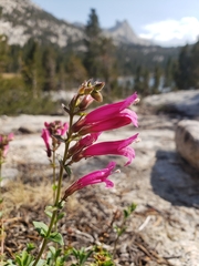 Penstemon newberryi