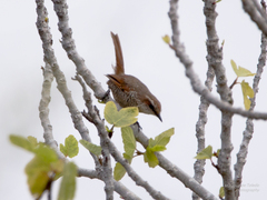 Scelorchilus albicollis
