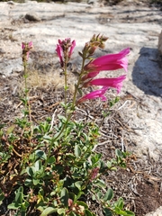 Penstemon newberryi