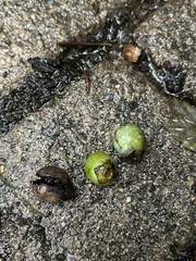 Diospyros morrisiana