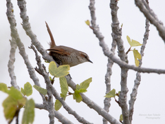 Scelorchilus albicollis