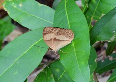 Cupha prosope