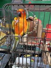 Aratinga