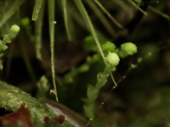 Calypogeia