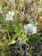 Gentiana newberryi