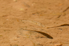 Leuciscidae