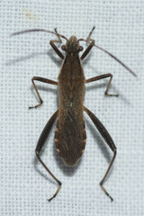 Alydus pilosulus