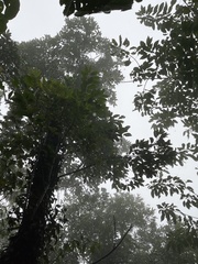 Diospyros morrisiana