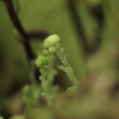 Calypogeia