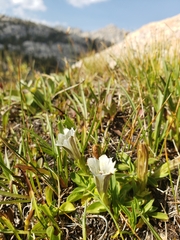 Gentiana newberryi