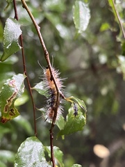 Creatonotos transiens vacillans