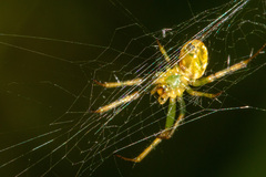 Mangora