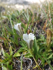 Gentiana newberryi