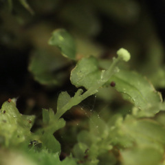 Calypogeia