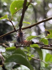 Creatonotos transiens vacillans