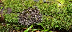 Pseudocyphellaria dissimilis