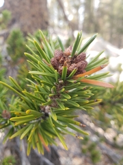 Pinus contorta