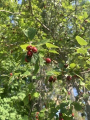 Crataegus douglasii