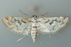 Parapoynx diminutalis