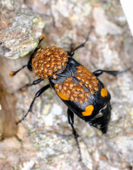 Nicrophorus orbicollis