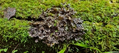 Pseudocyphellaria dissimilis