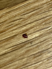 Amblyomma americanum