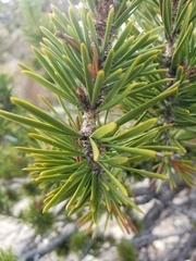 Pinus contorta