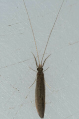 Leptoceridae