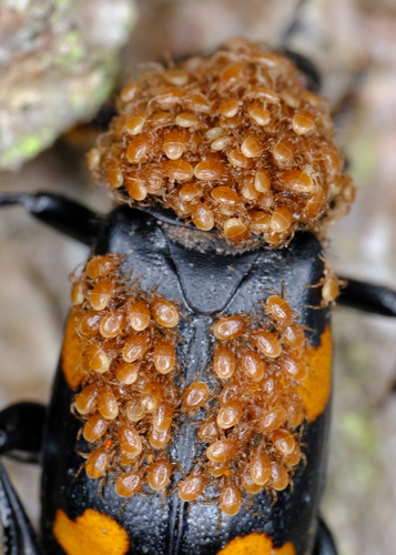 Carrion Beetle Mites