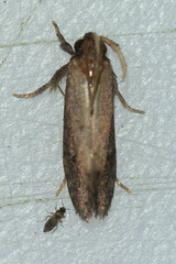 Acrolophus texanella