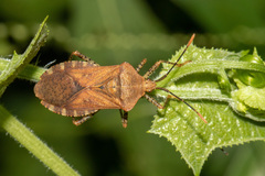 Anasa repetita