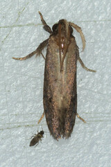 Acrolophus texanella