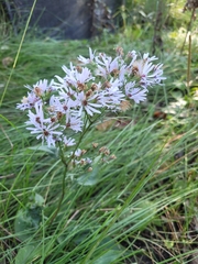 Symphyotrichum laeve