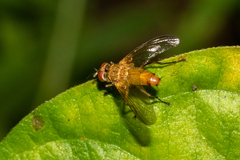Tachinidae
