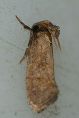 Acrolophus texanella