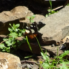 Vanessa itea