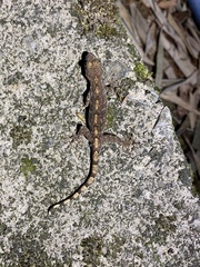Gekko cib