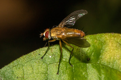 Tachinidae