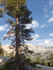 Pinus contorta