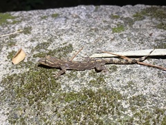 Gekko cib