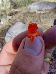 Penstemon rostriflorus