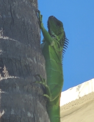 Iguana iguana